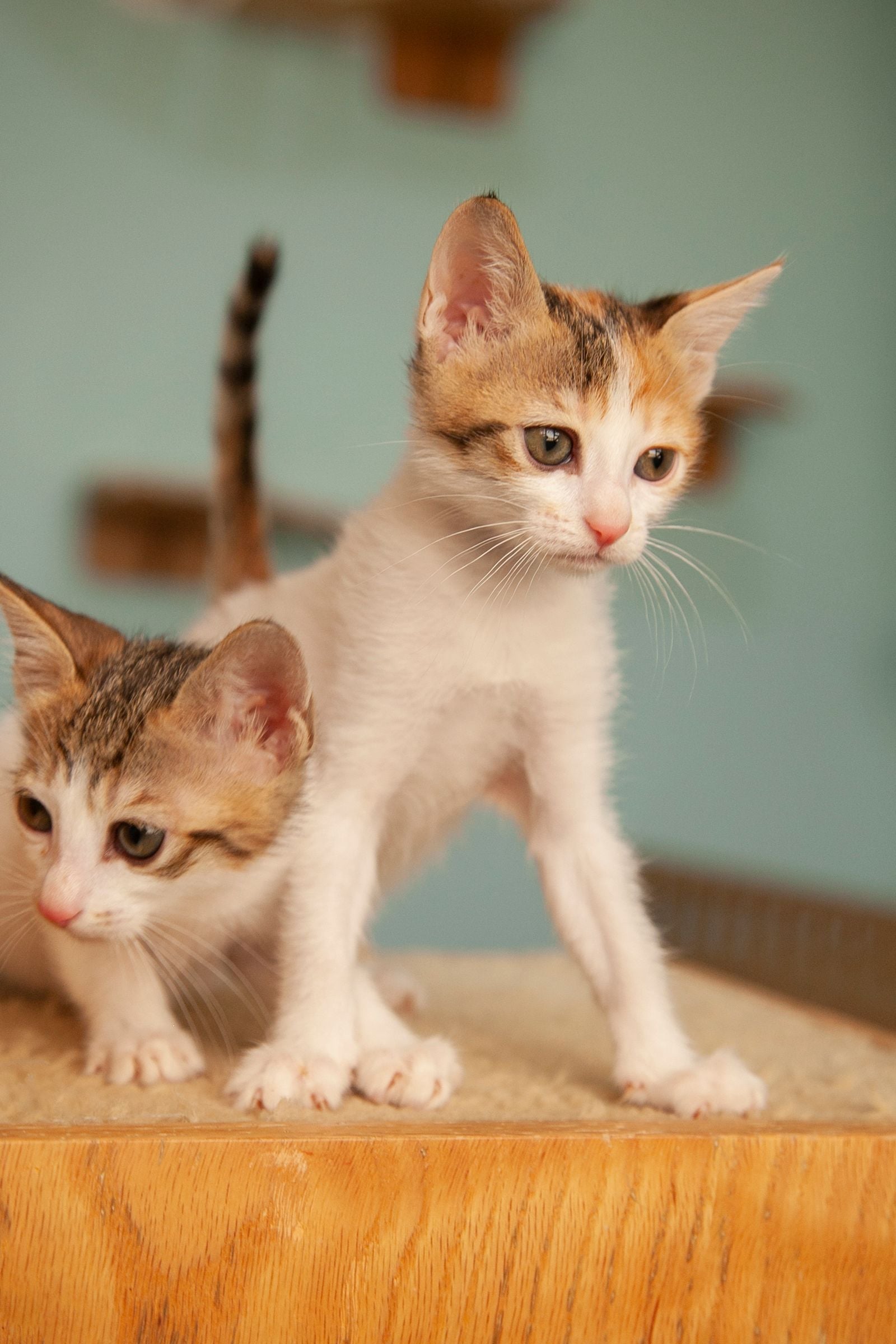 Petsure
