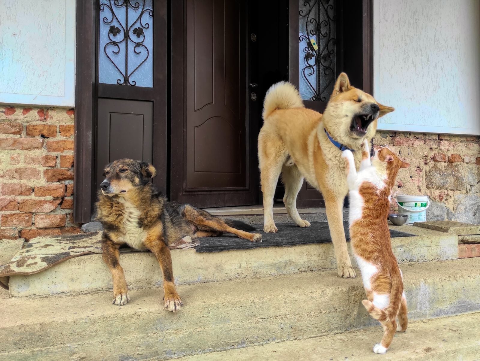 Petsure