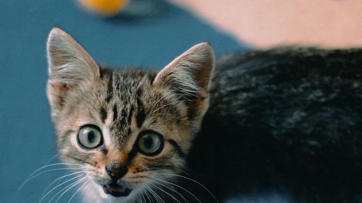 Petsure