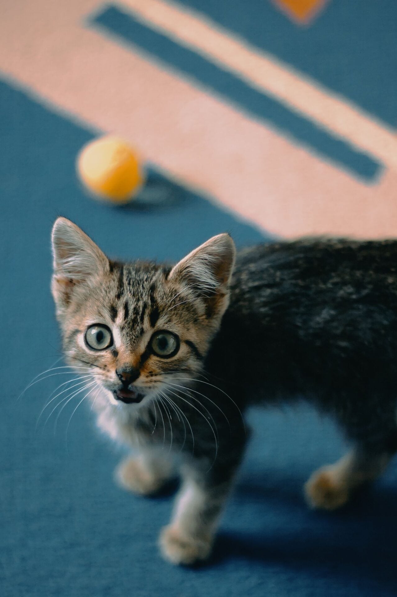 Petsure