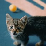 Petsure