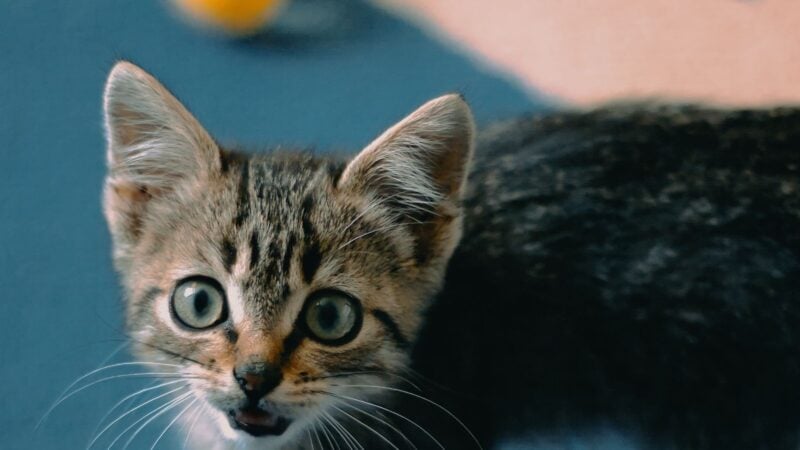 Petsure