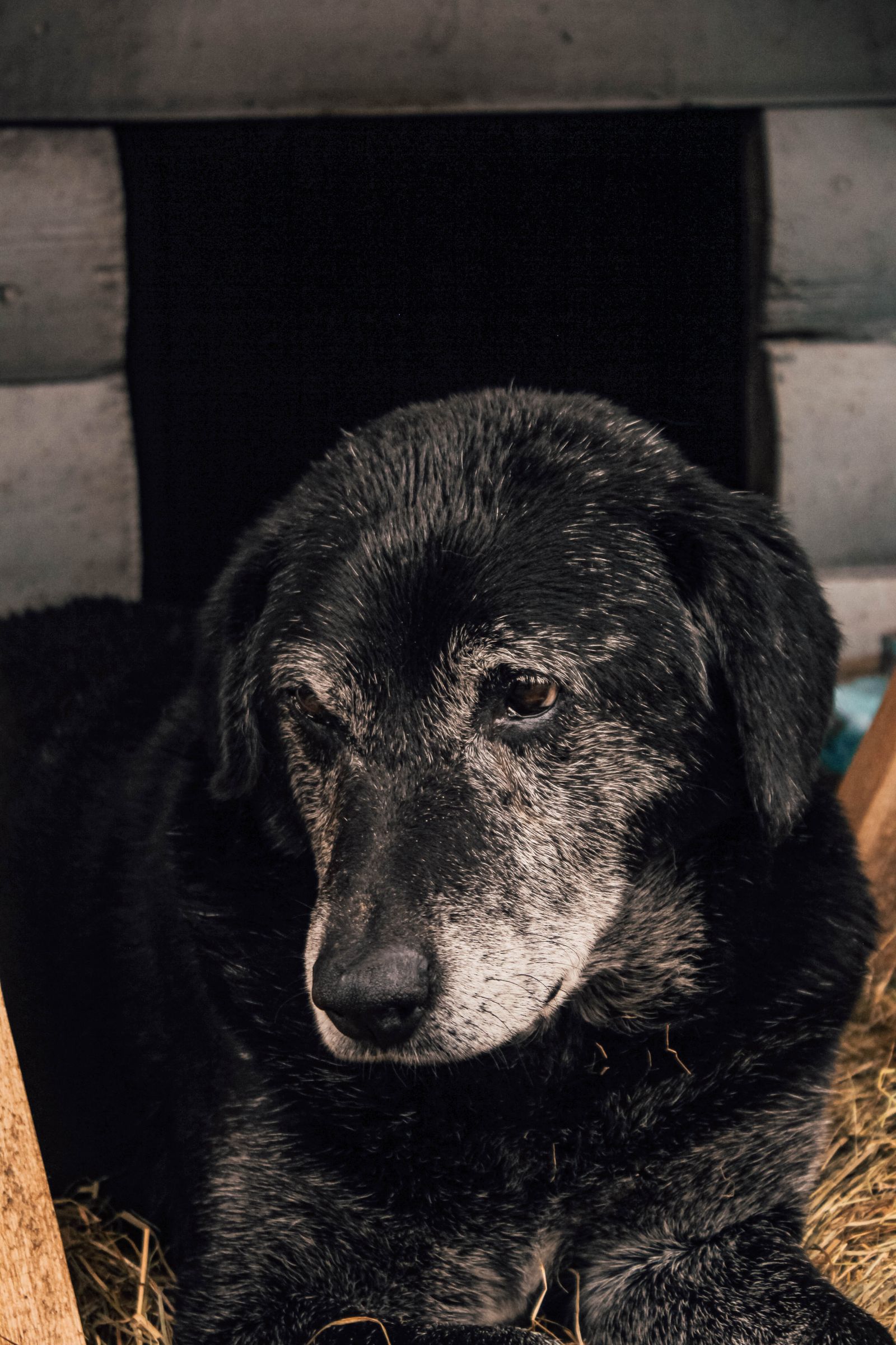 Petsure
